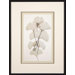 Ginko Framed Print