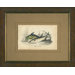 Mackerel Framed Print