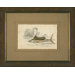 Swordfish Framed Print