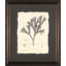 Seaweed Plate CXXXVI Framed Print