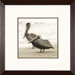 Pelicans Framed Print