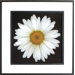 Daisy Framed Print