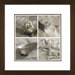 Shell Quartet Framed Print