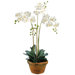 36" Phalaenopsis Orchid Plant with Terra Cotta Container in White