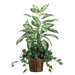 38" Dieffenbachia and Ivy Plant Arrangement with Wicker Basket