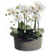 19" Phalaenopsis Orchid Plant in Clay Pot
