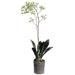 46" Sharry Oncidium Orchid Plant in Clay Pot