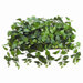 17" Pothos with Long Metal Container