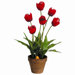21" Tulip Plant in Paper Mache Pot
