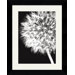 Dandelion Crop Framed Art Print by Jenny Kraft