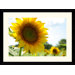 Sunflowers by Andy Magee Framed Fine Art Print - 28.62" x 38.62"