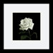 Rose, Flower Series VIII by Walter Gritsik Framed Fine Art Print - 11.04" x 11.04"