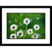 Dandelions Framed Photograph