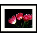 Red Tulips on Black Framed Photograph