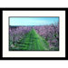Ontario Orchard Framed Photograph