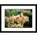 Orchid Framed Photograph