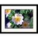 Dog Rose Framed Photograph