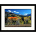 Aspen Trees, San Juan Mountains, Colorado Framed Photograph - David Carriere