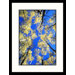 Aspen Treetops and Colorado Sky Framed Photograph - Karl Neumann
