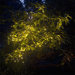 100-LED Solar String Lights with Clear Wire in Warm White