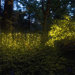 200-LED Solar String Lights with Clear Wire in Warm White