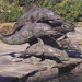 5 Dolphins Fountain