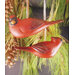 Two Assorted Cardinals Ornament