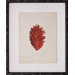 Mini Red Coral IV Art