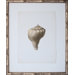 Vintage Shell III Art