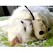 Wool Mouse Cat Toy