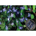 40 Light Solar Light Chain