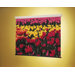 Mira Projection Screen