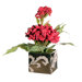 Floral Cockscomb in Square Pot