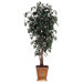 Blue Ridge Fir Executive Sakaki Tree in Metal Pot