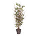 Natural Birch Tree