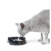 Whisker Water Cat Bowl
