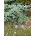 Single Solar Light Butter Fly