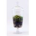 Picture That Assembled Terrarium