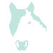 Animal Face - Horse Stretched Wall Art