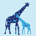 Animal - Reticulated Giraffe Stretched Wall Art