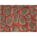 Tivoli Red Rug