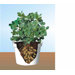 Peanut Plants 6" Pot (Set of 3)