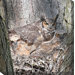 Owl #4 Art Painting