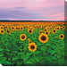 Sunflowers Art Painting
