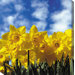 Daffodils #1 Art Painting