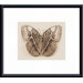 Stichopthalma Louisa Metal Framed Art Print