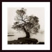 Coast Oak Tree Wood Framed Art Print
