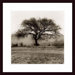Willow Tree Wood Framed Art Print