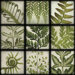 Verde Nueve 9 Patch Gallery Wrapped Canvas