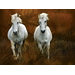 Carmagne in The Reeds Gallery Wrapped Canvas Art
